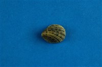 藏品(漁舟蜑螺)的圖片